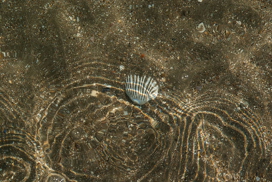 Sea, Sand, Shell, Reflections, Ripple, animal, fossil, animal wildlife HD wallpaper