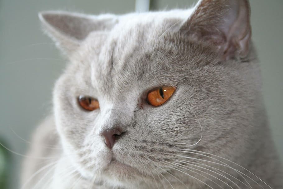 cat, lilac, eyes, british shorthair, grey, pet, thoroughbred, HD wallpaper