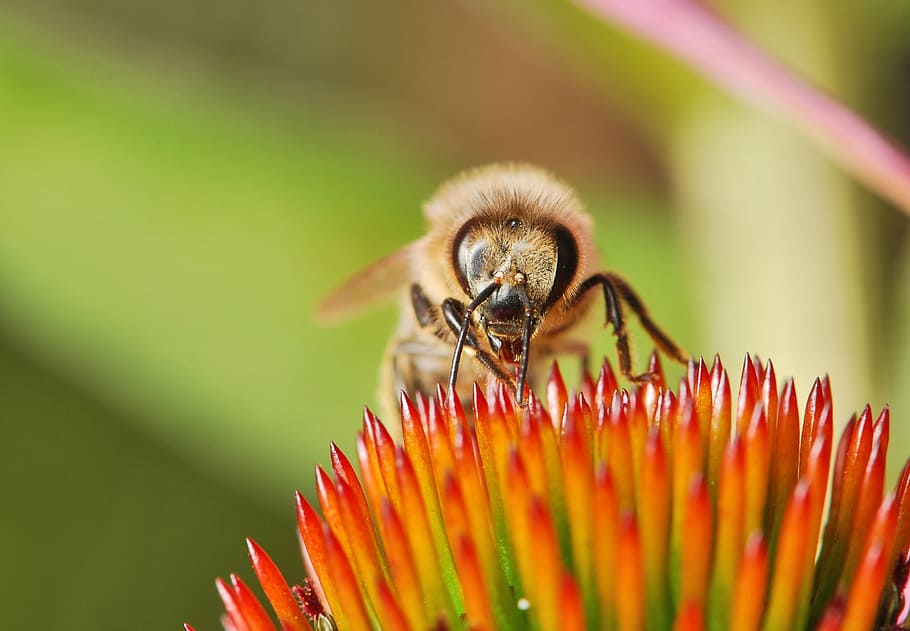 bee, flower, insect, bumblebee, pollen, macro, closeup, detail HD wallpaper