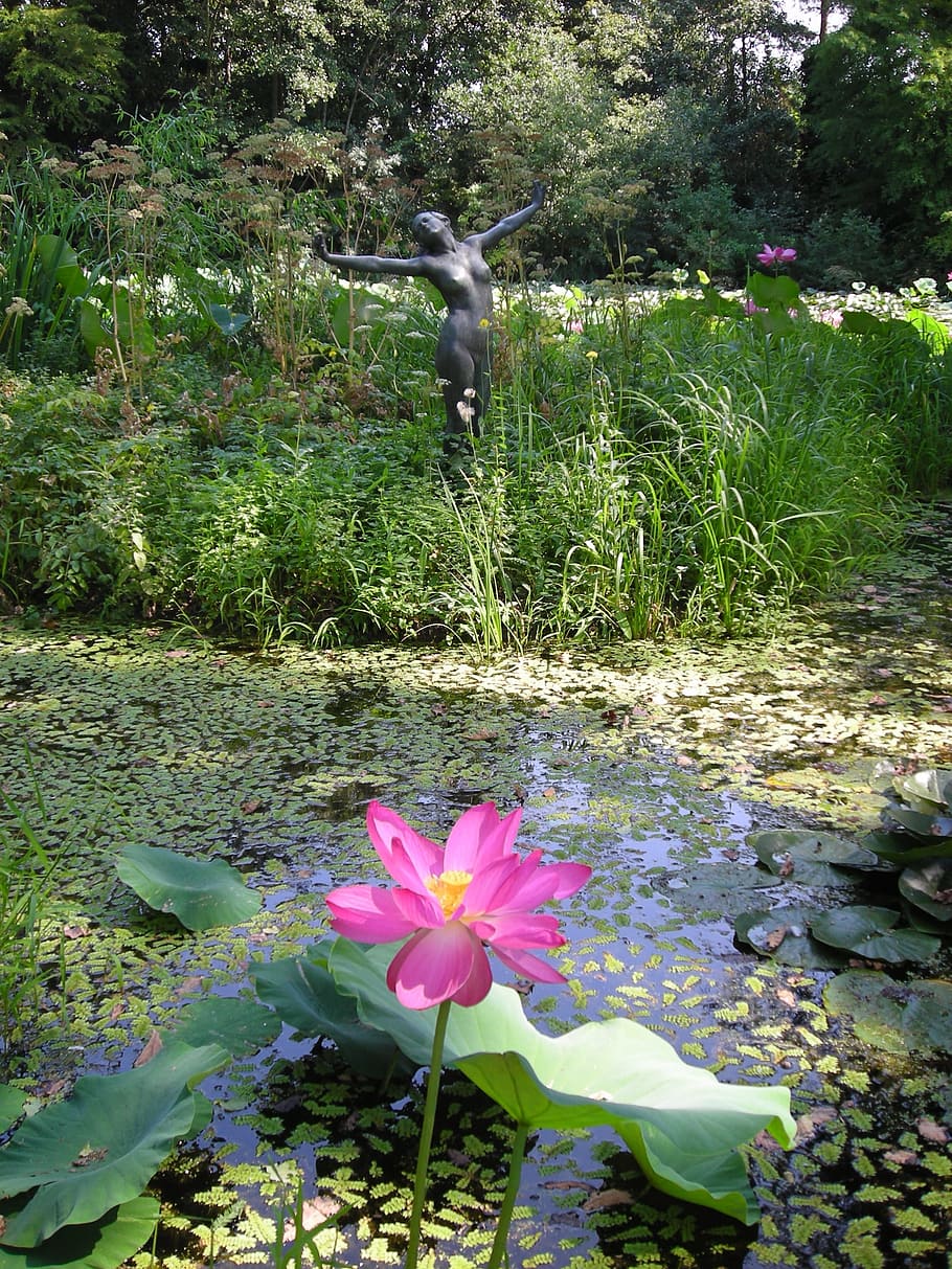 Nature, Water, Background, flower, plant, no people, day, green color HD wallpaper