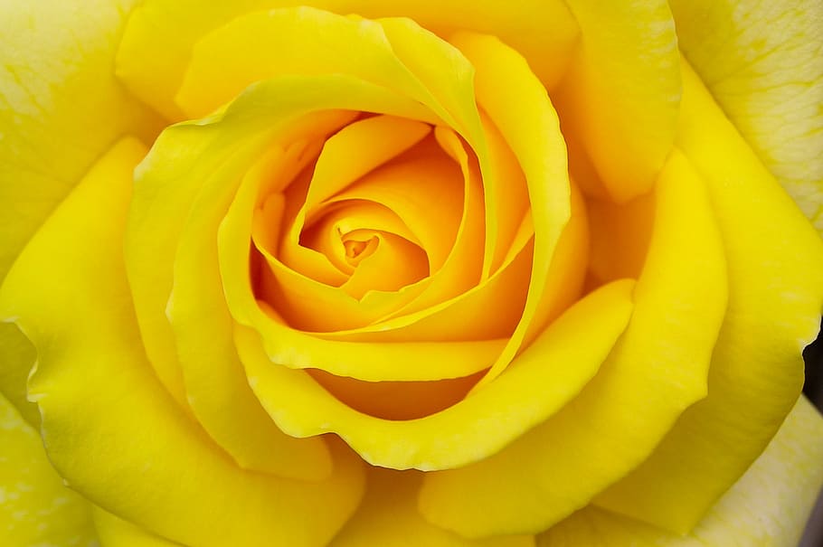 macro photography of yellow rose flower, bloom, summer flower HD wallpaper