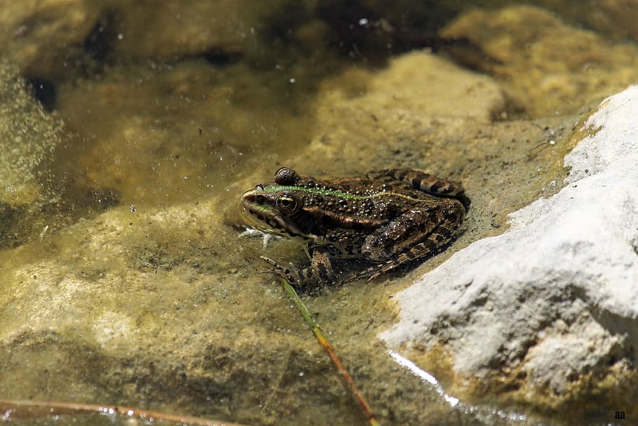 frog, mare, gerardo, animal themes, animal wildlife, one animal HD wallpaper