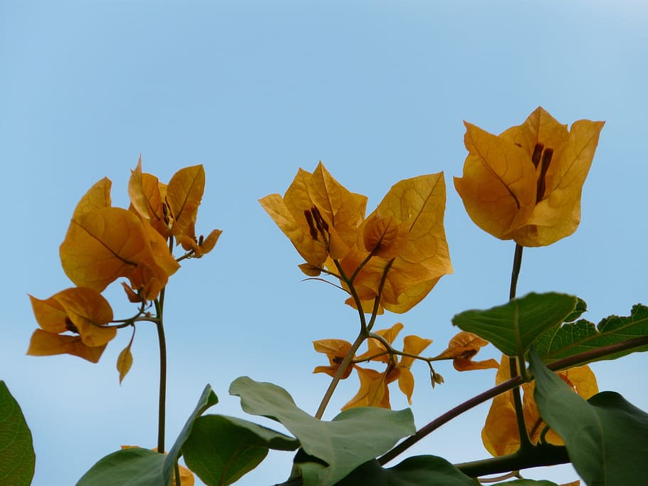 Bougainvillea, Inflorescence, Yellow, orange, flower, blossom, HD wallpaper