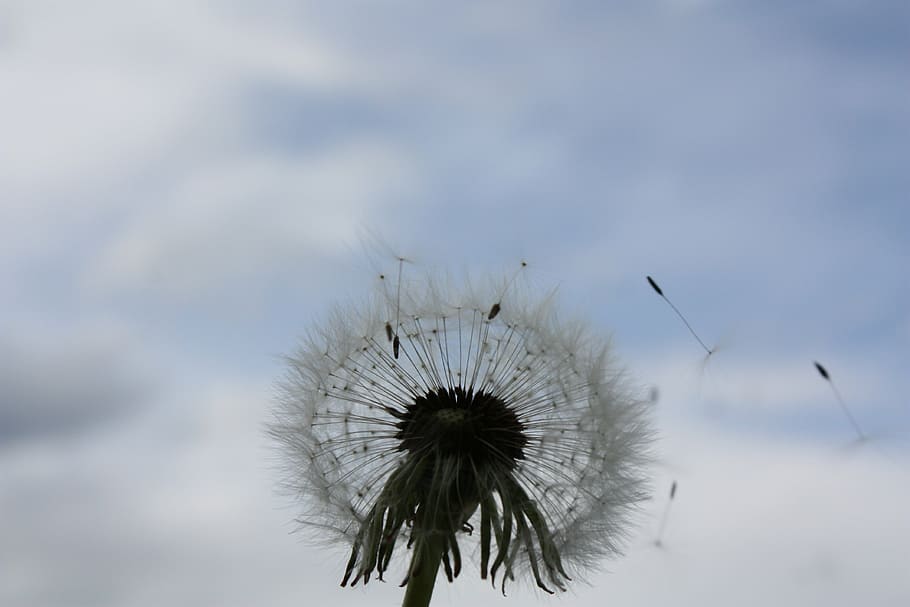 dandelion, sky, nature, flower, fragility, vulnerability, flowering plant HD wallpaper
