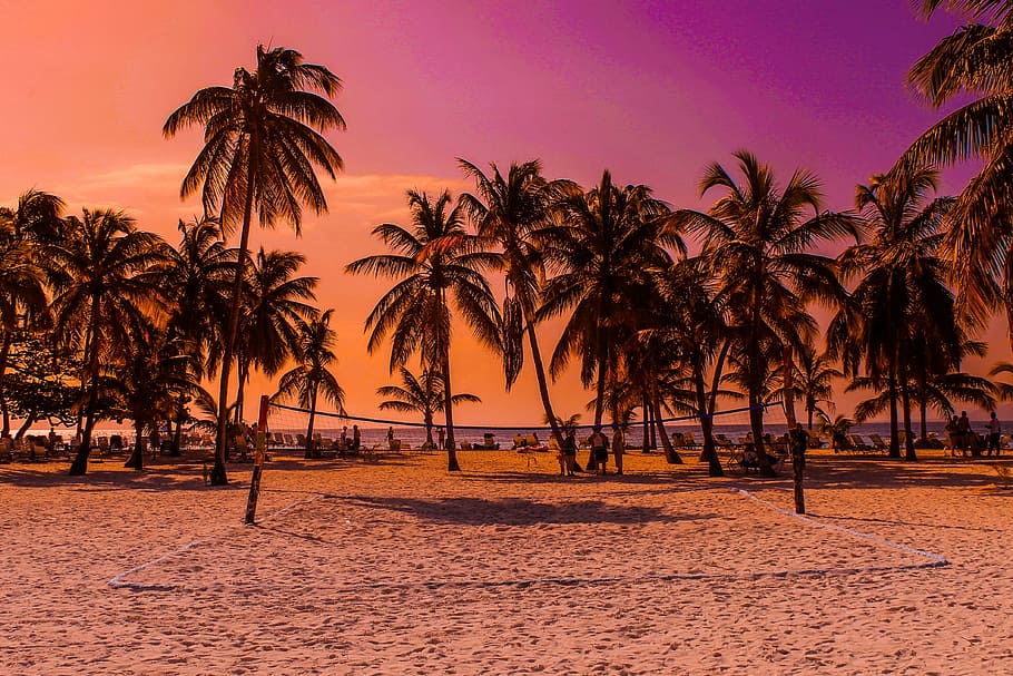 gray coconut trees near the volleyball net, caribbean, beach