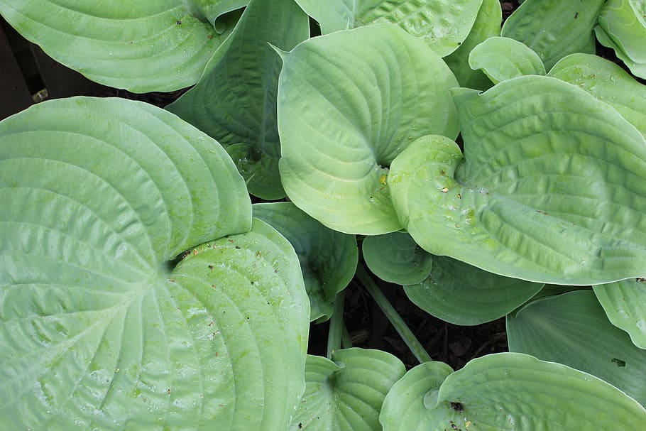 Plantain Lily, Hosta, Leaf, green, leaves, woodland, garden HD wallpaper
