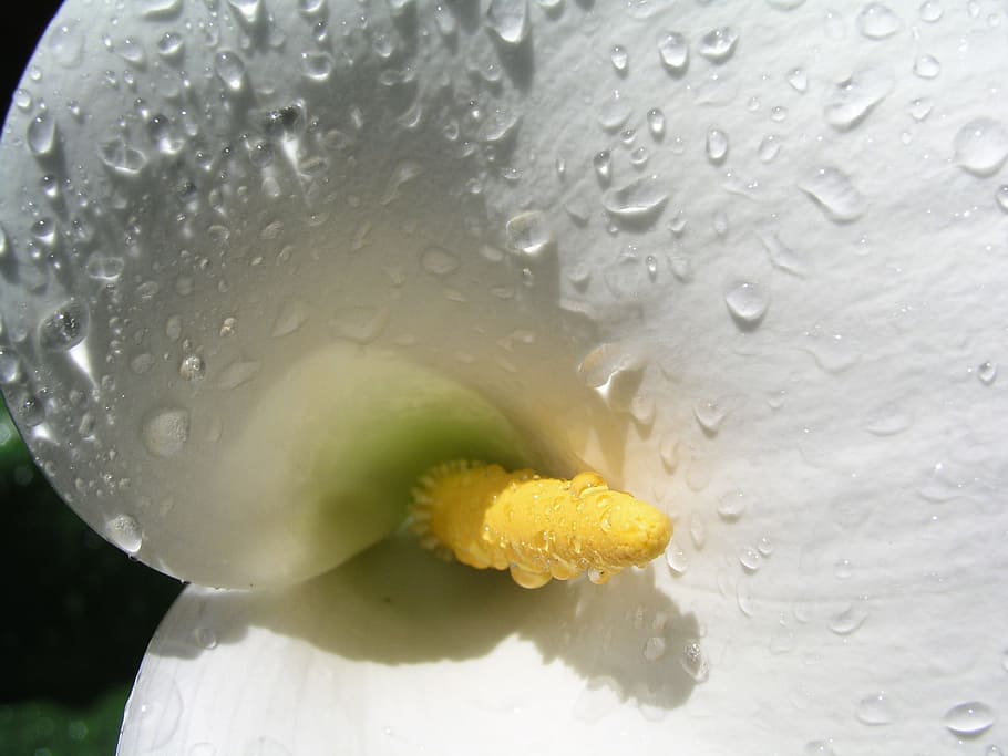 lily, white, flower, sympathy, rain, close-up, flowering plant, HD wallpaper