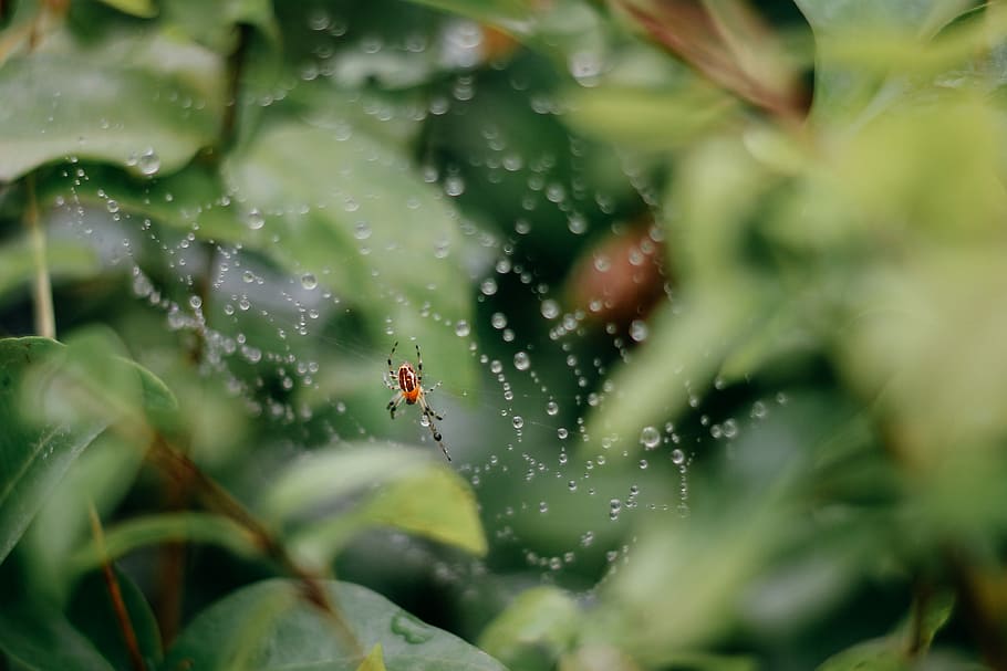 In the web, photo of spider in cobweb, insect, wet, water, animal themes HD wallpaper