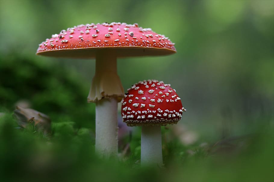 two red and white mushrooms, fly agaric, autumn, amanita muscaria, HD wallpaper