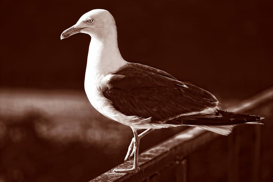 selective focus photo of ring-billed gull perching on wall HD wallpaper