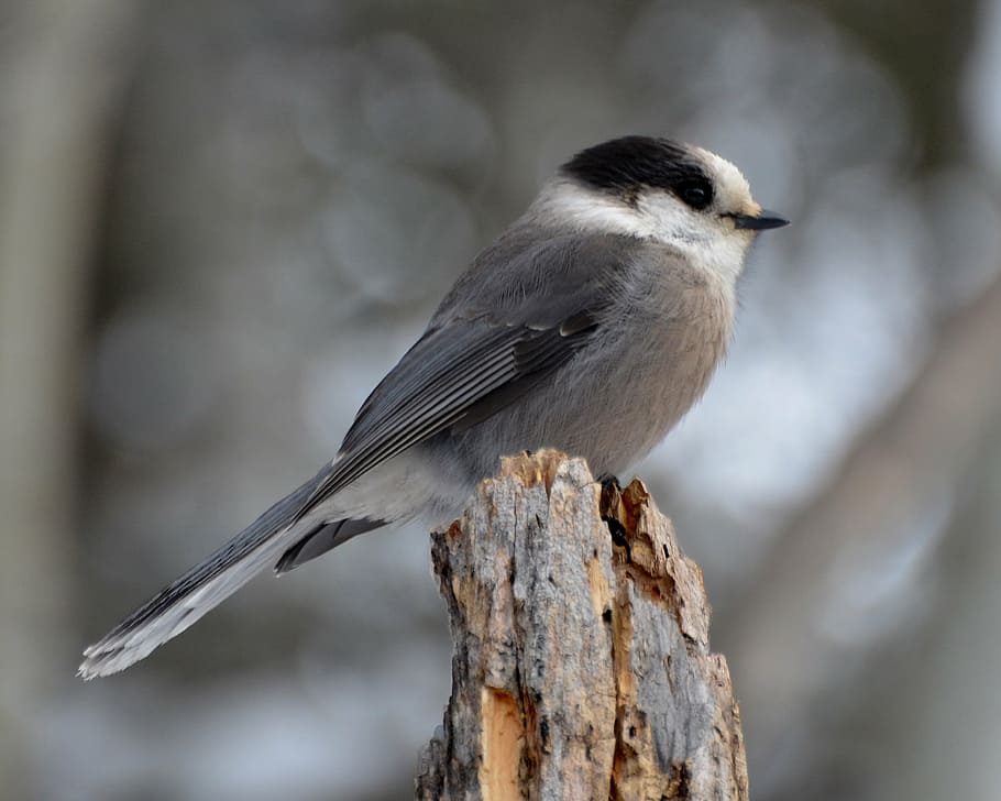 gray jay, bird, nature, wildlife, animal, avian, beak, ornithology HD wallpaper