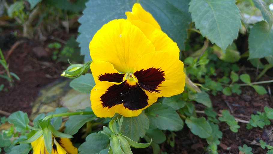 thinking, flower, bicolor, yellow, plant, fragility, nature HD wallpaper