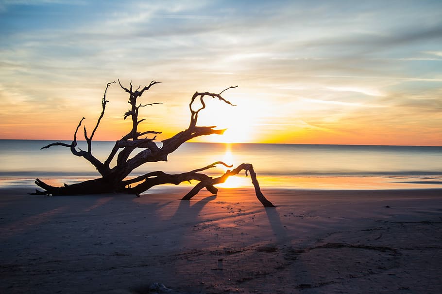 silhouette photography of driftwood on seashore, driftwood on shoreline during sunrise HD wallpaper