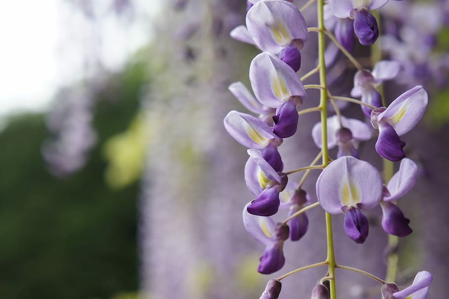 Page 5 | wisteria 1080P, 2K, 4K, 5K HD wallpapers free download ...