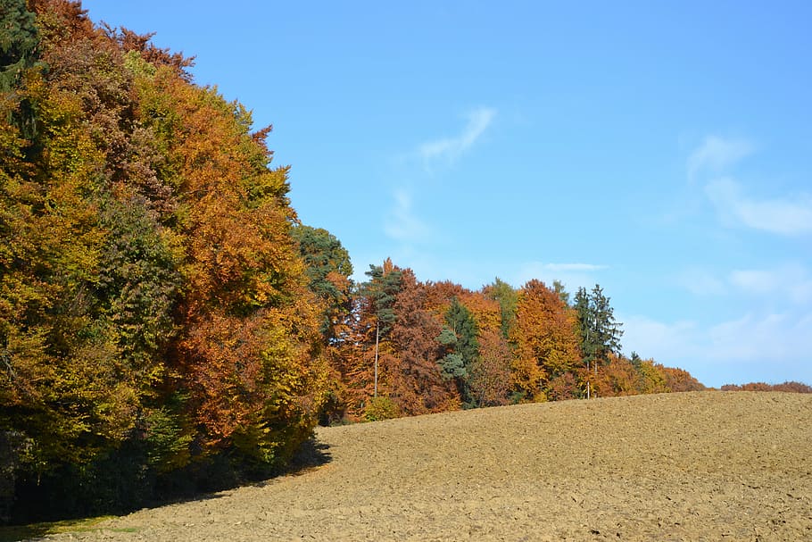 forest, autumn, arable, trees, plant, change, beauty in nature HD wallpaper