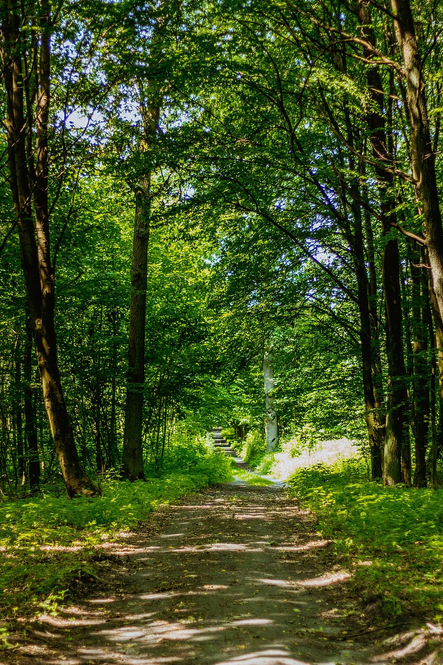 forest, way, foliage, the path, the road in the forest, tree HD wallpaper