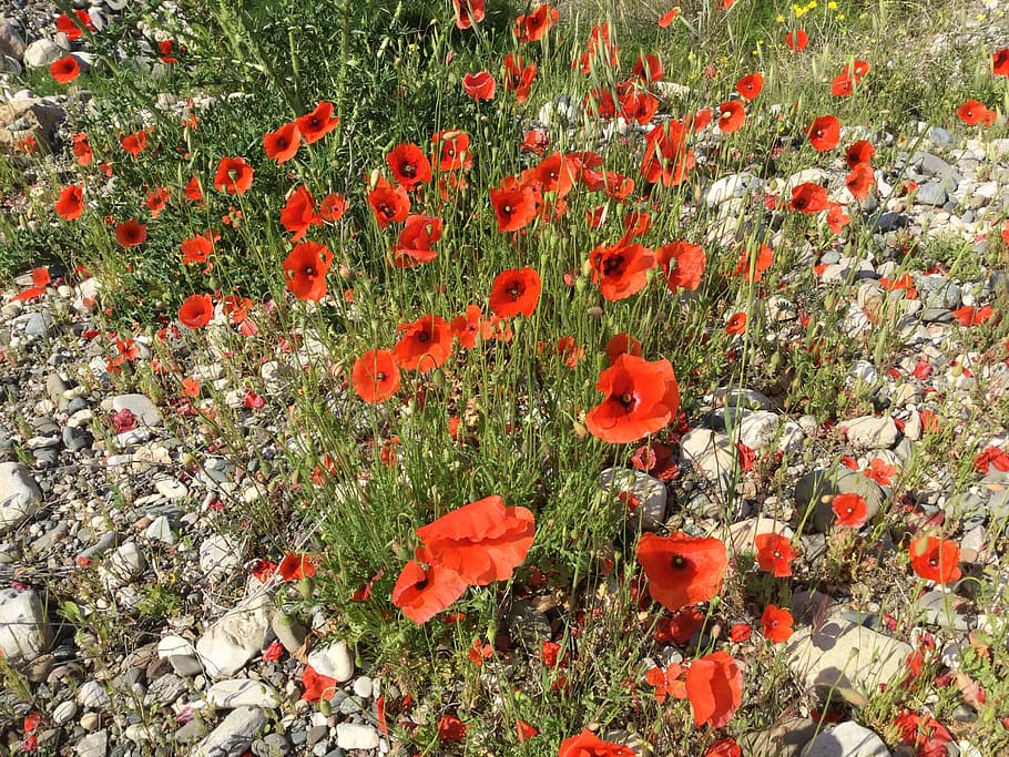 poppies, spring, red, nature, field, landscape, flower, plant HD wallpaper
