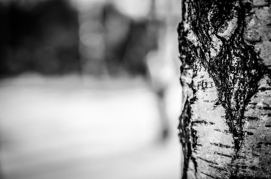 grayscale photo of tree trunk selective focus photography, winter HD wallpaper