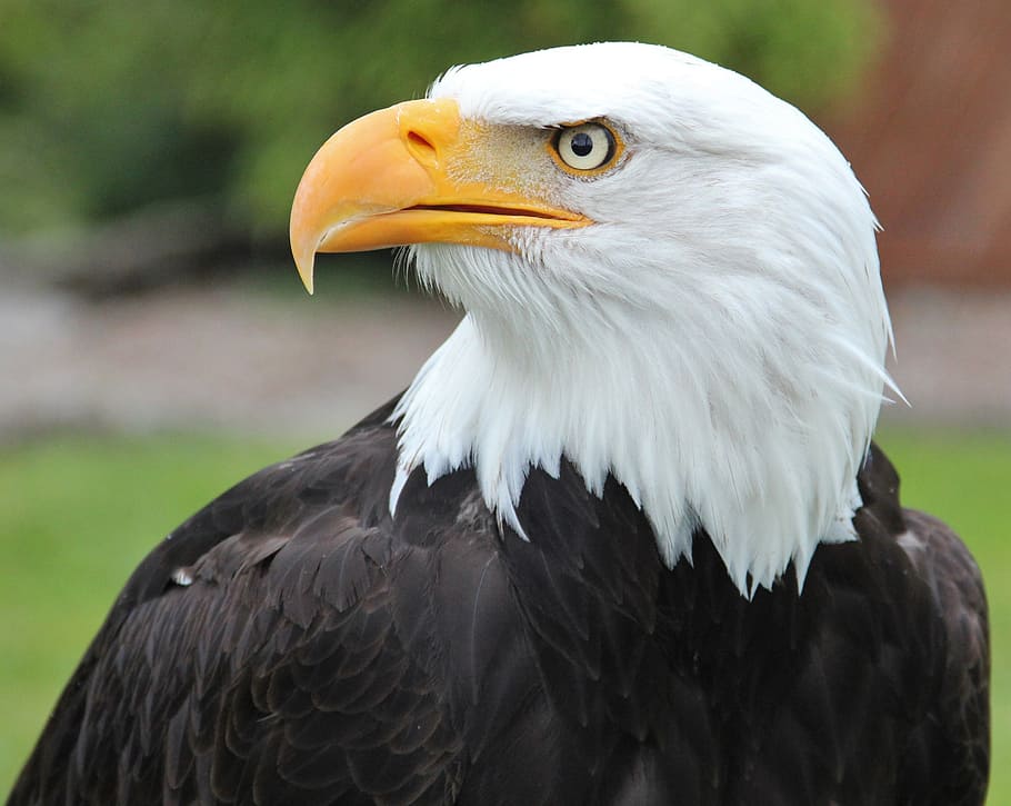 bald eagle in shallow focus photography, coat of arms of bird, HD wallpaper