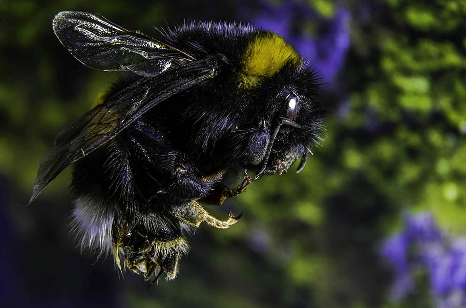 Bumble-Bee, Insect, Macro, Nature, studio, folding, detail HD wallpaper