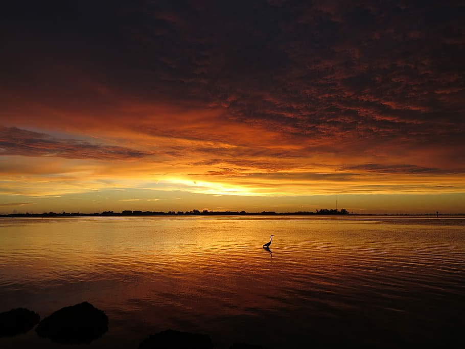 Only one…, silhouette of a bird during sunset, night, dark HD wallpaper