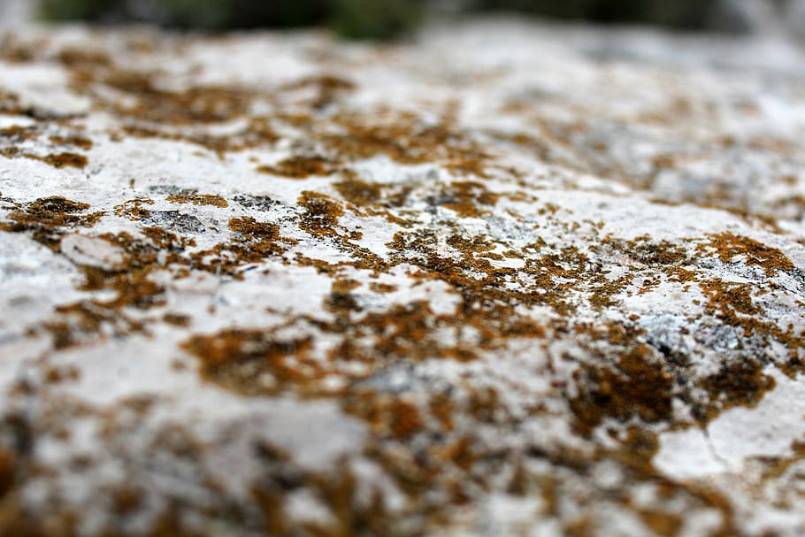 stone, macro, lichen, weave, close, white, yellow, tiefenschärfe HD wallpaper
