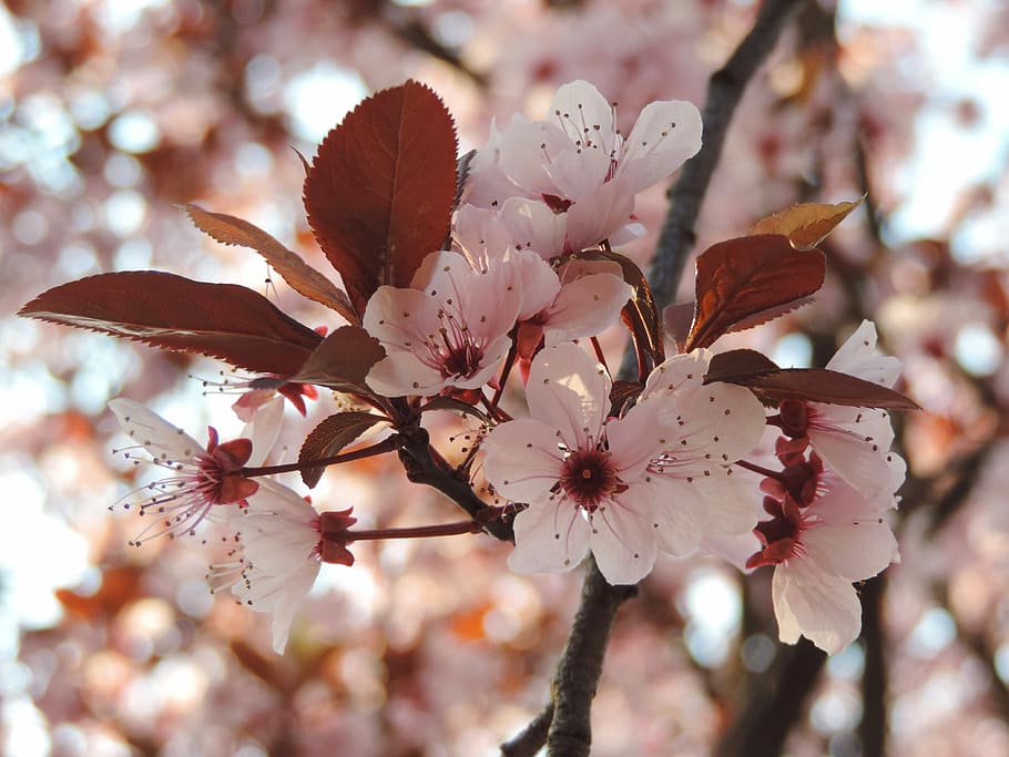 Flower, Spring, spring flower, spring flowers, cherry, pink HD wallpaper