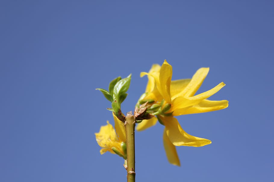 Flower, Spring, Branch, Twig, Nature, yellow, blue, fragility HD wallpaper