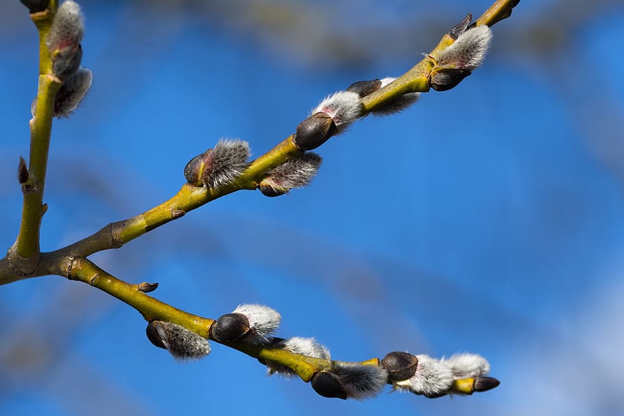 Willow, Cats, Spring, pajunk, willow cats, nature, sign of spring HD wallpaper