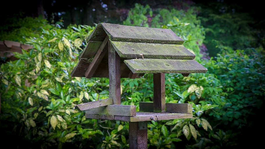 table, garden, birds, bird table, plant, wood - material, nature HD wallpaper