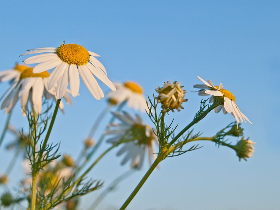 genuine chamomile, nature, herb, tee, wild flowers, plant, matricaria chamomilla HD wallpaper