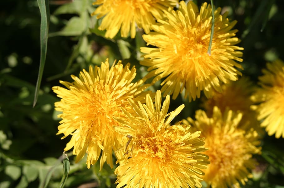 dandelion, yellow, blütw, spring, plant, nature, meadow, green HD wallpaper