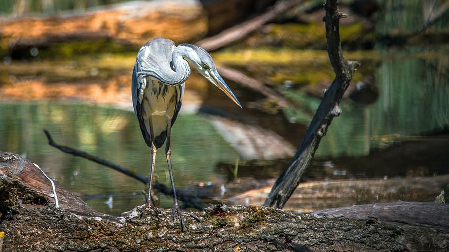 shallow focus photography of gray bird, heron, beak, nature HD wallpaper