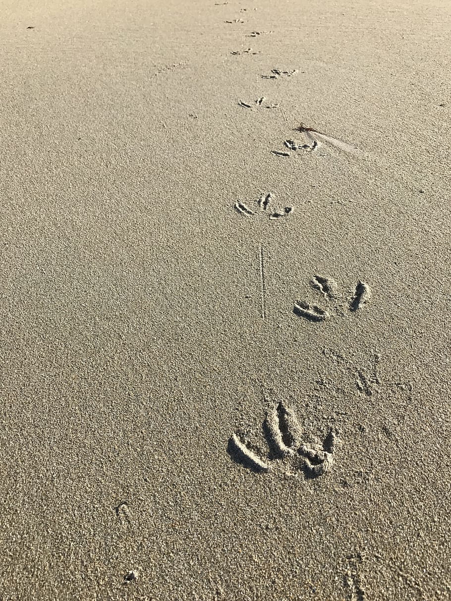 sand, sea, borrows, bird, paw, fingers, soil, texture, summer HD wallpaper