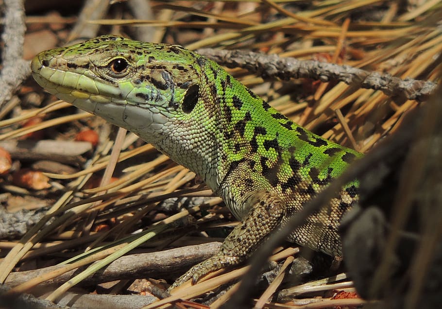 lizard, sauri, reptile, nature, animal themes, animal wildlife HD wallpaper