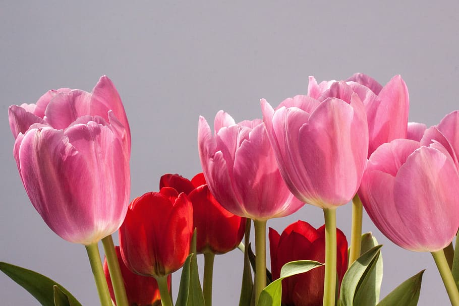 pink Tulip flowers, lily, spring, nature, tulips, schnittblume HD wallpaper