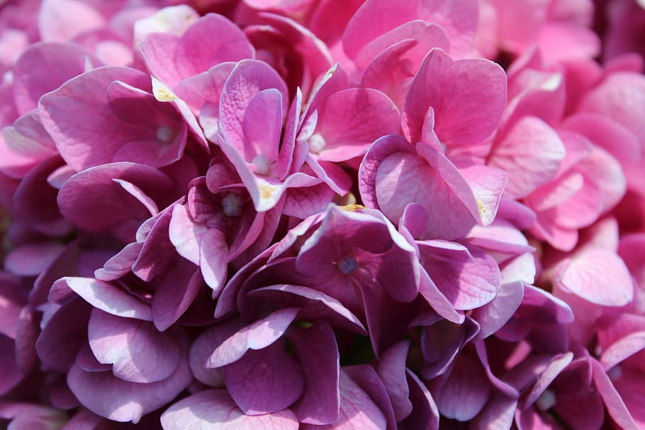 Hydrangeas, Flowers, Petals, Violet, beauty, plant, ornamental plant HD wallpaper