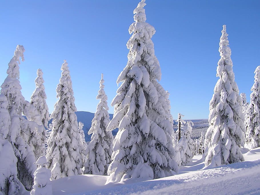 snow covered pine trees during winter, nature, cold temperature HD wallpaper