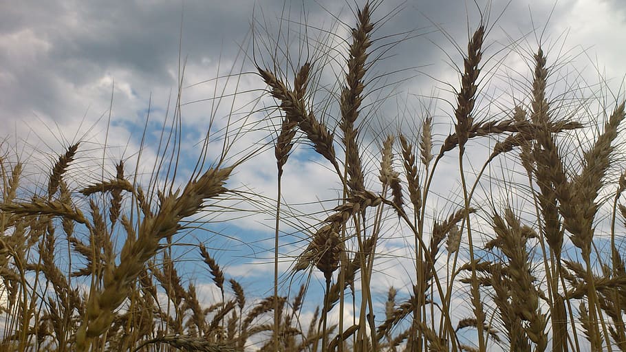 Wheat, Meadow, Cloud, nature, no people, day, plant, outdoors HD wallpaper