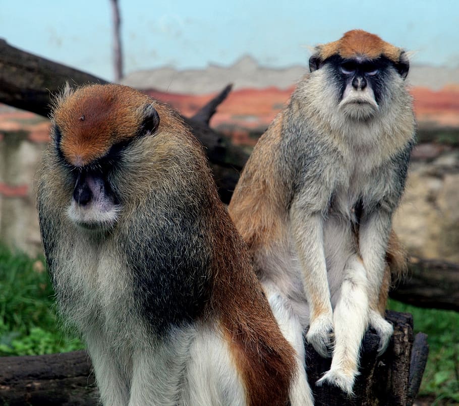 monkey, rough, views, group of animals, mammal, two animals HD wallpaper