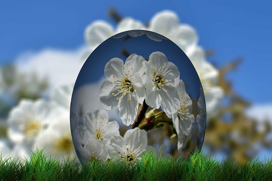 shallow focus photography of white flowers, easter, egg, easter egg HD wallpaper