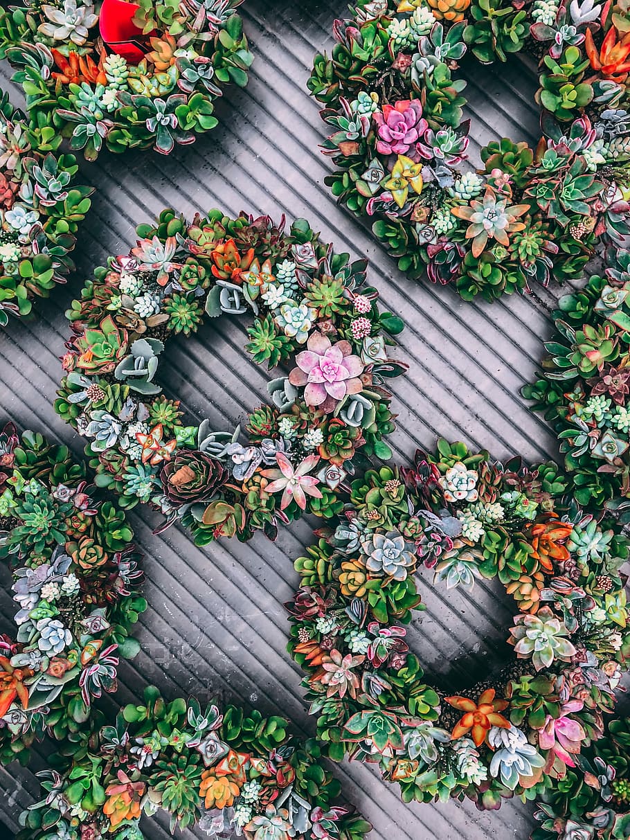 green round succulent plants, flat lay photography of pink and green succulent plants HD wallpaper