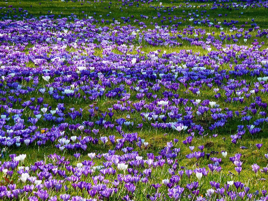 blue, flower bracts, early bloomer, spring, garden, tubers HD wallpaper