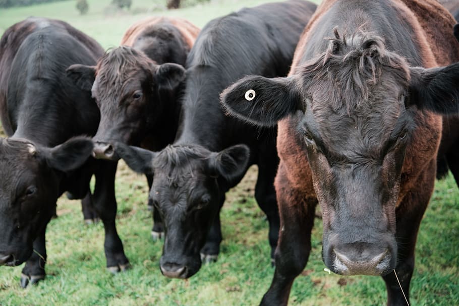 cows, farm, dairy, beef, animal, agriculture, mammal, cattle HD wallpaper