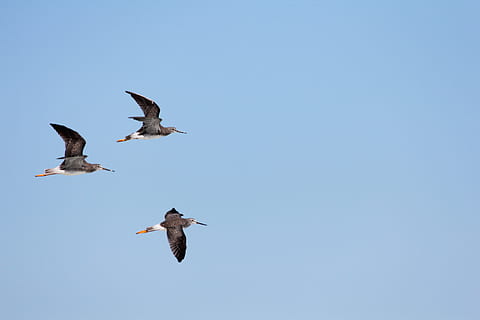 threesome, birds, flight, sky, birds in flight, wings, waterfowl HD wallpaper