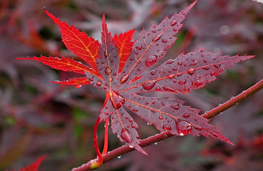 japanese maple, leaf, spring, nature, maple leaf, sprig, closeup HD wallpaper