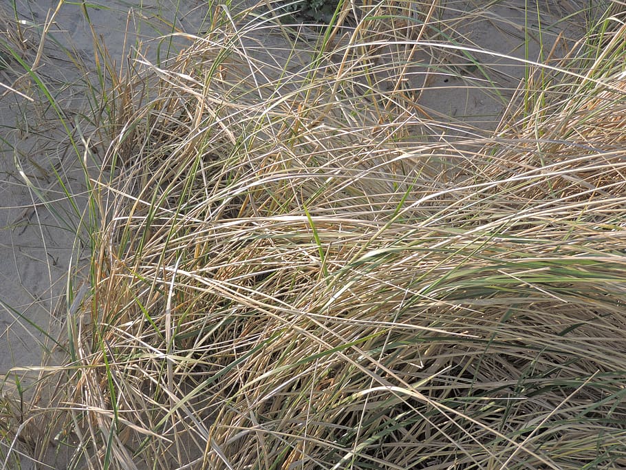marram grass, sand, beach, plant, growth, nature, day, land HD wallpaper