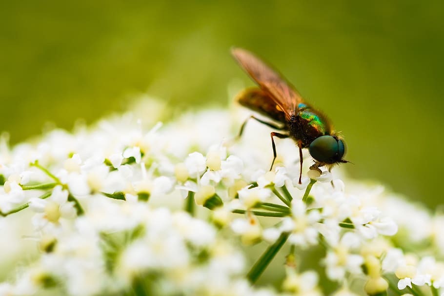 insect, flower, macro, blossom, bloom, nature, meadow, close HD wallpaper
