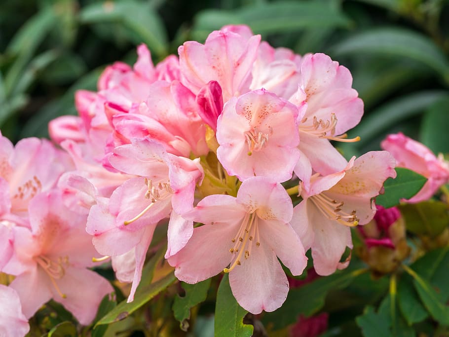 flower, flowers, garden, spring, flowering plant, pink color HD wallpaper