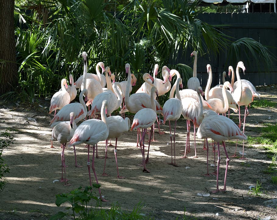 flamingos, bird, tropical, wildlife, nature, exotic, animal